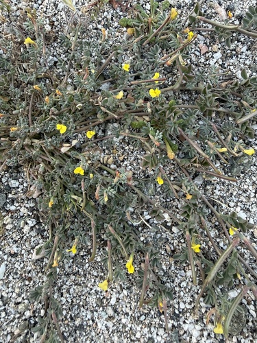 iNaturalist observation photo of strigose lotus
