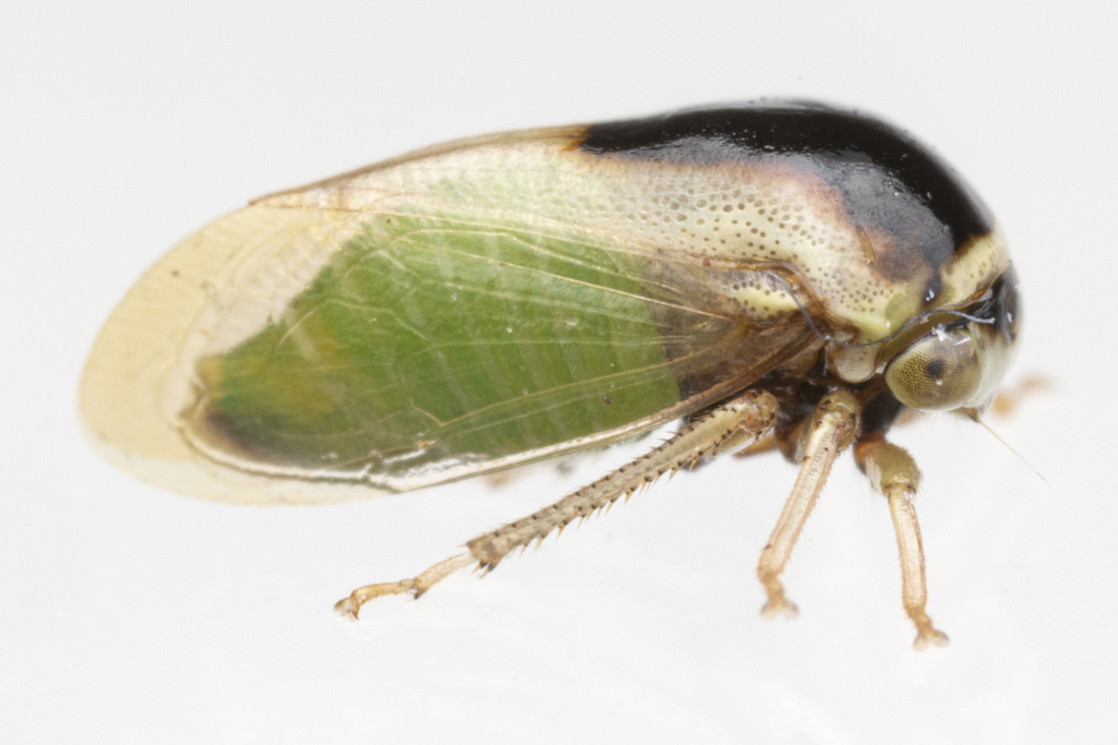 Micrutalis dorsalis