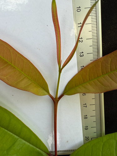 Cratoxylum formosum, photograph 3