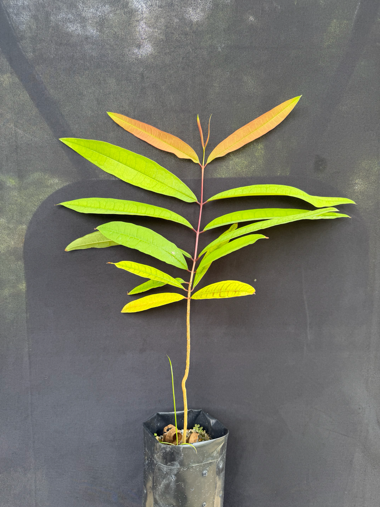 Pink Mempat (Cratoxylum formosum)