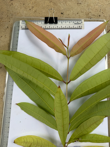 Cratoxylum formosum, photograph 4