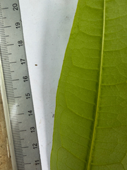 Cratoxylum formosum, photograph (c) Adam Kamal, some rights reserved (CC BY)