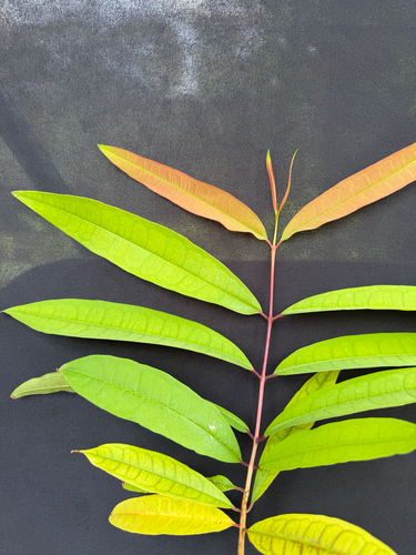 Cratoxylum formosum, photograph 2