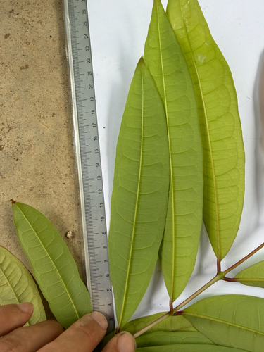 Cratoxylum formosum, photograph 5