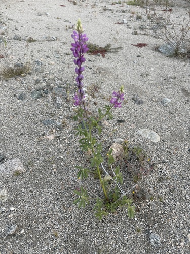 iNaturalist observation photo of Arizona lupine