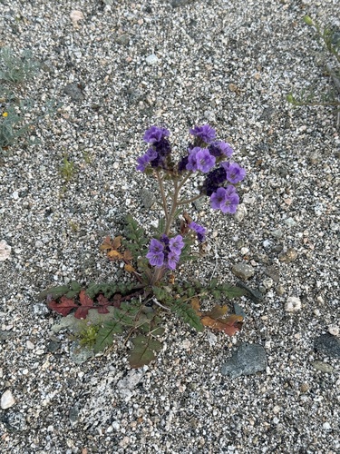 iNaturalist observation photo of Notch-leaf Scorpionweed