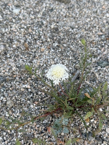 iNaturalist observation photo of Fremont's pincushion