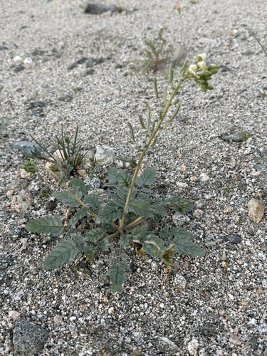 iNaturalist observation photo of Browneyes