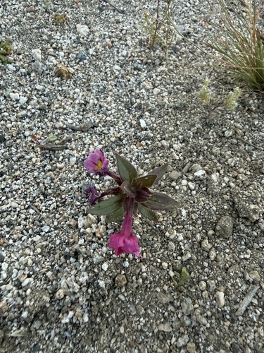 iNaturalist observation photo of Bigelow's monkeyflower