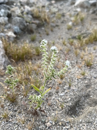 iNaturalist observation photo of Annual Cryptanthas