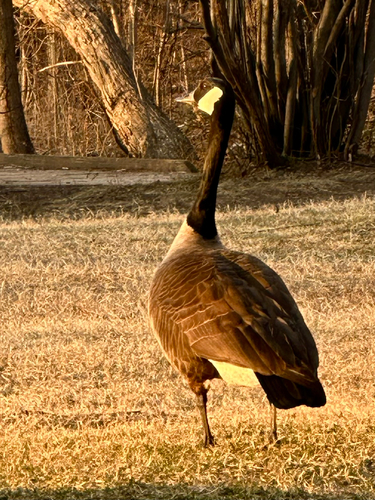 Canada Goose