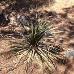 Nolina parviflora