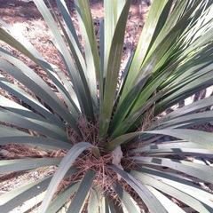 Nolina parviflora