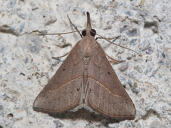 Hypena masurialis