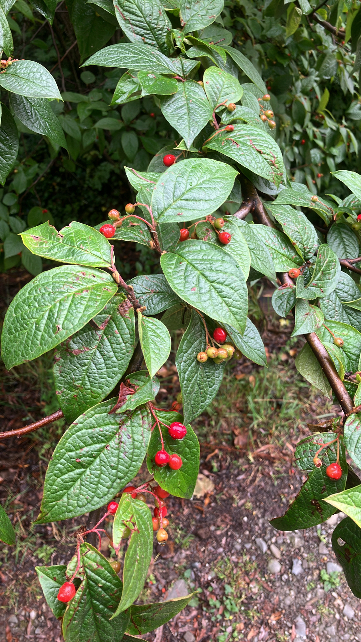 Hollyberry Cotoneaster (Cotoneaster bullatus)