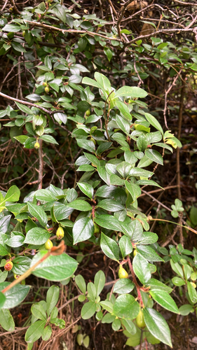 Himalayan cotoneaster (Cotoneaster simonsii)