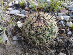 Coryphantha delicata