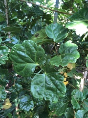 Polyscias scutellaria