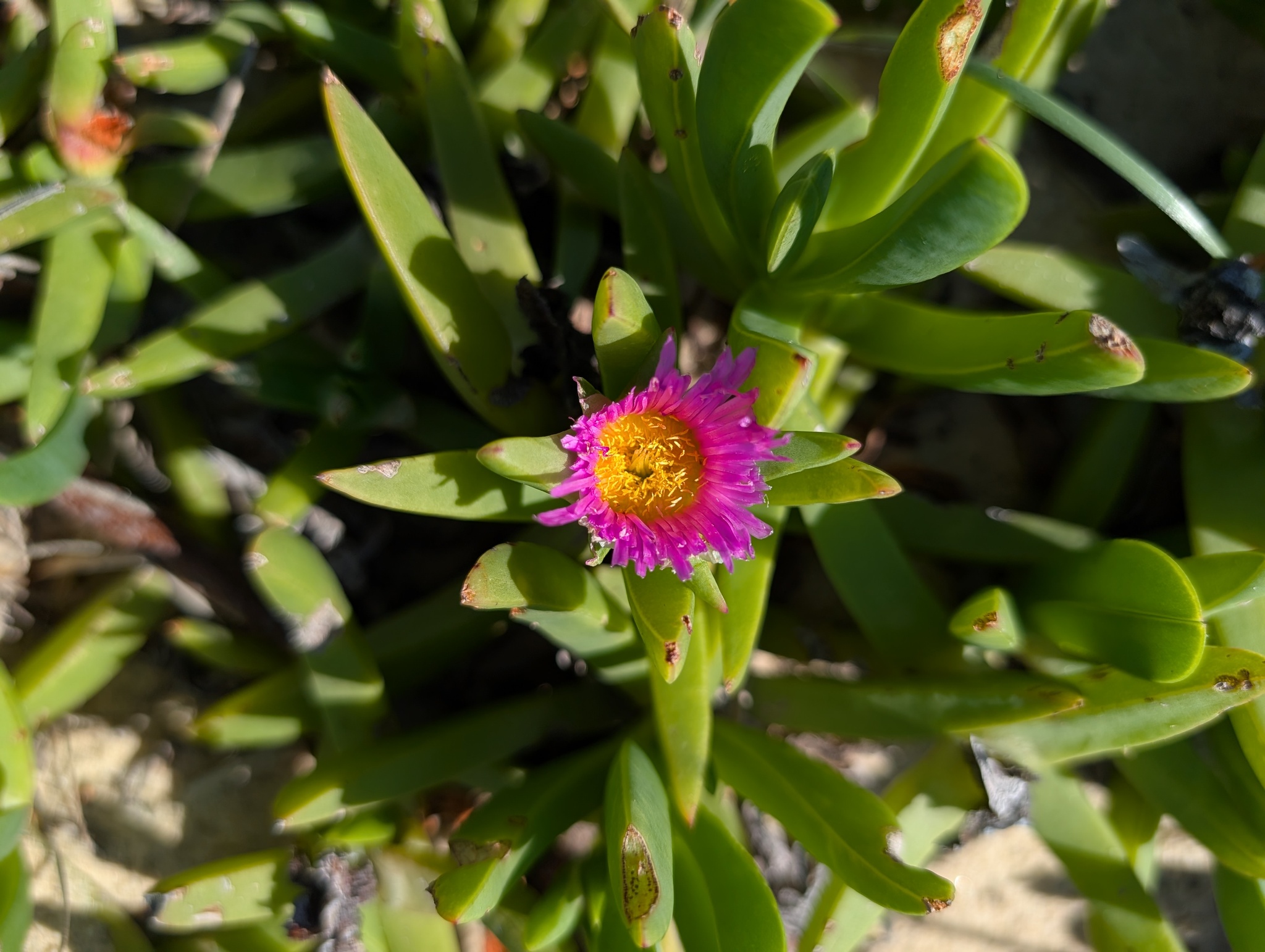 Angular Sea-Fig (Carpobrotus glaucescens)