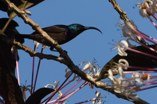 Cinnyris lotenius