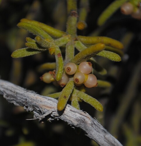 downy mistletoe (Phoradendron capitellatum)