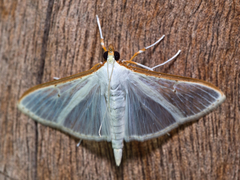 Palpita vitrealis