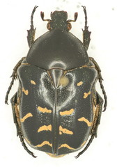 Protaetia celebica
