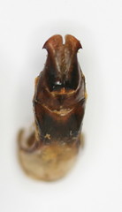 Protaetia celebica