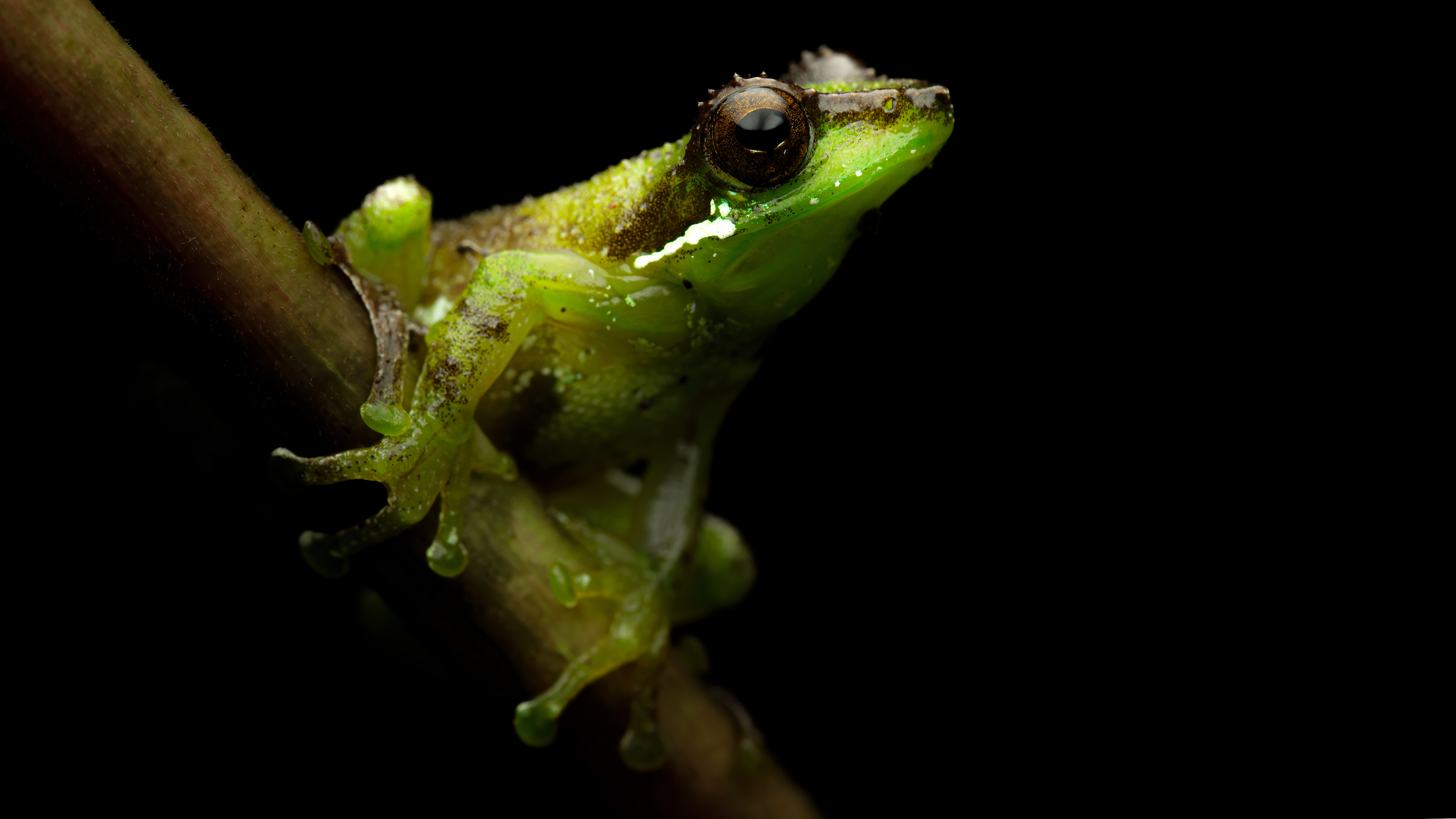 Chapa Bubble-Nest Frog photo 3