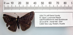 Erynnis meridianus