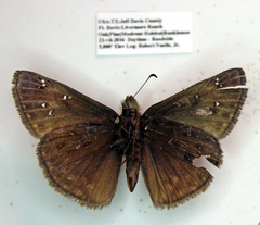 Erynnis meridianus