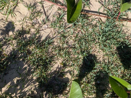Foto de grama-estrela