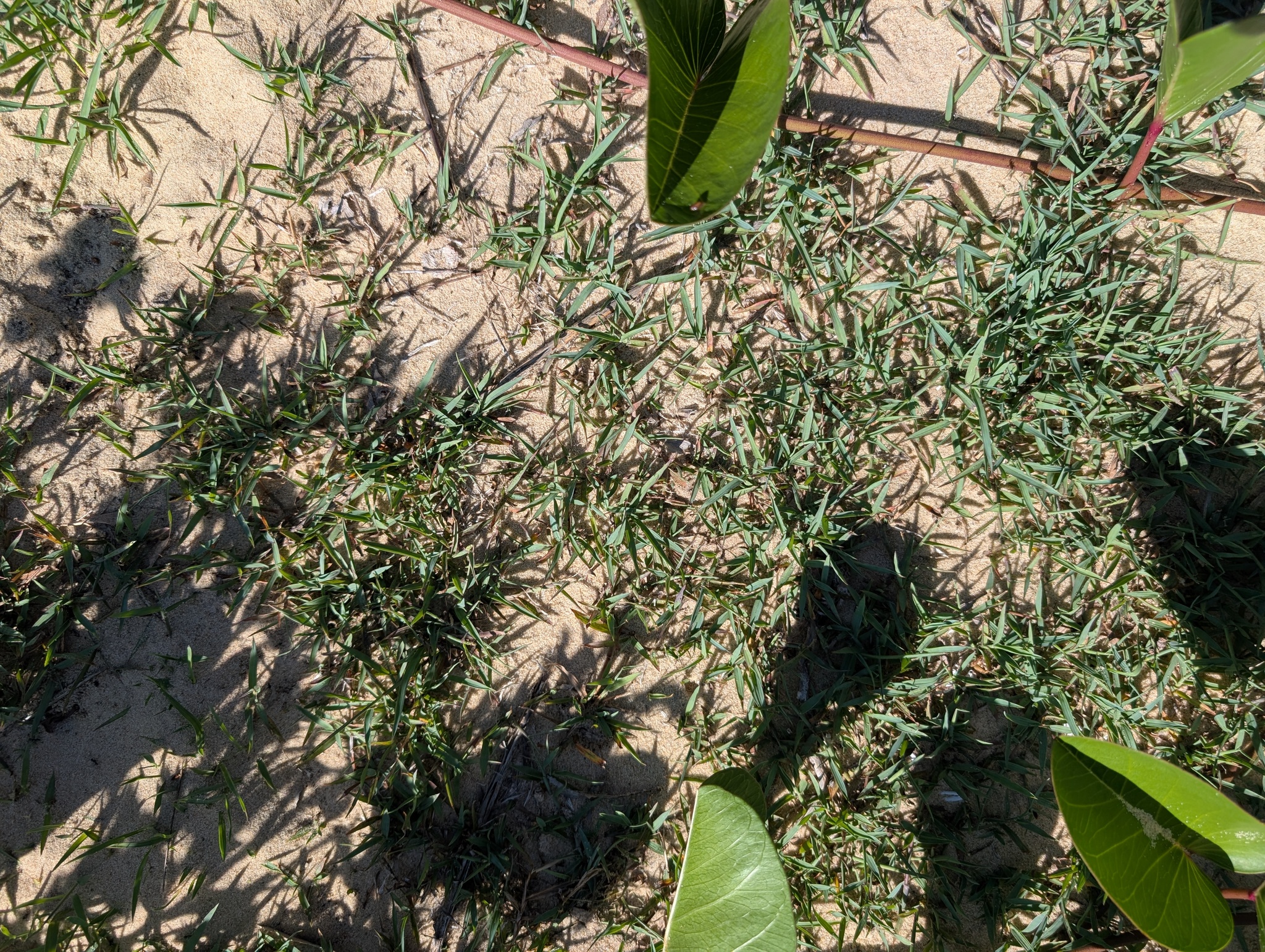 Imagem de grama-estrela