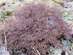 Cladonia ciliata tenuis