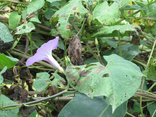 Morning Glory (Ipomoea splendor)