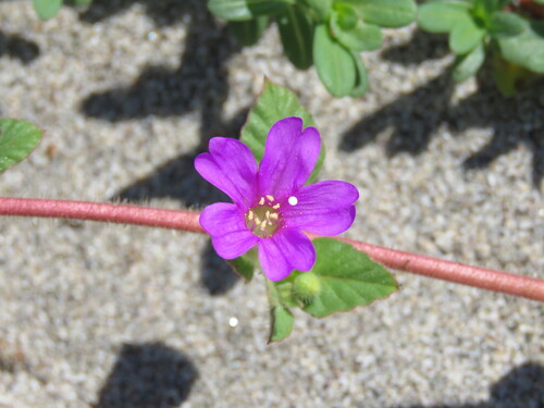 Burrowing four-o’clock (Okenia hypogaea)