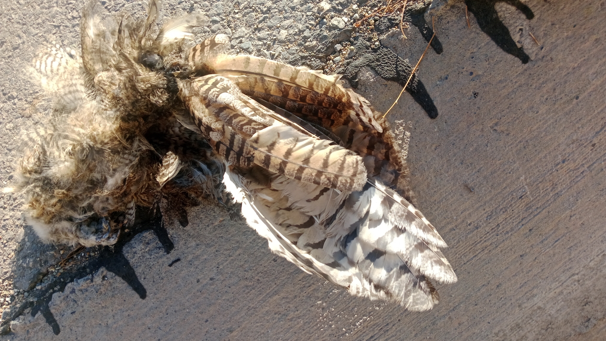 Lesser Horned Owl (Bubo magellanicus), photo 6