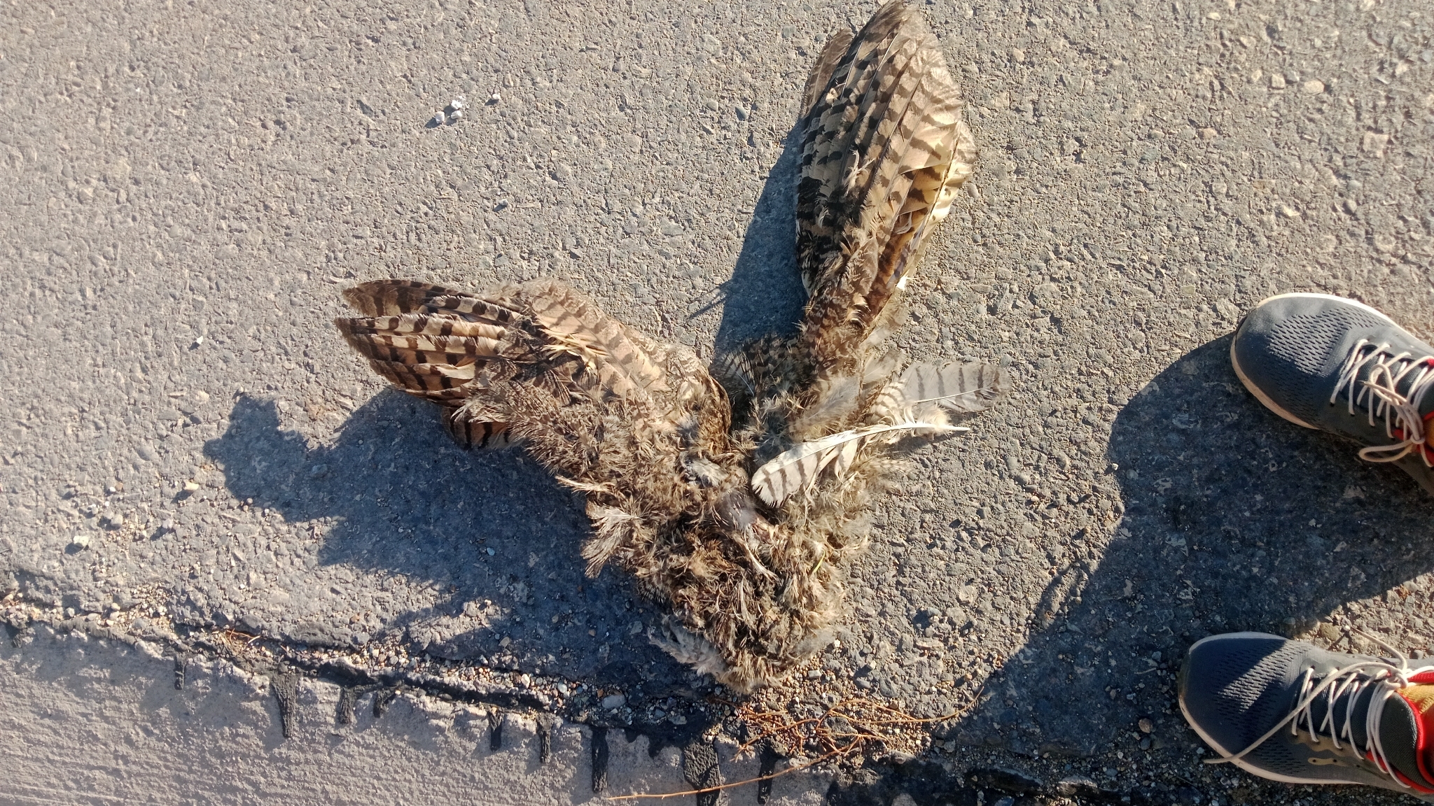Lesser Horned Owl (Bubo magellanicus), photo 7