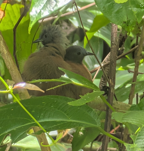 Bicolored Babbler (Cyanoderma bicolor), photo 7