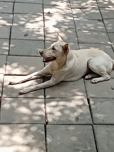 Domestic Dog