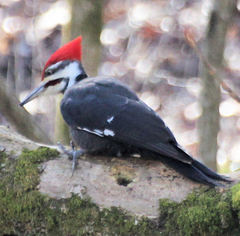 Dryocopus pileatus