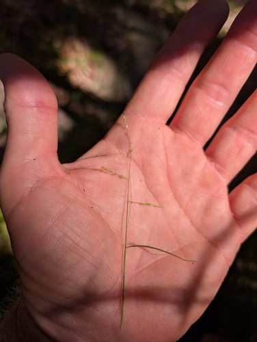pademelon grass (Ottochloa gracillima)
