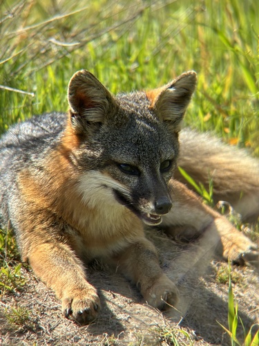 Santa Cruz Island Fox observed by alysestuck