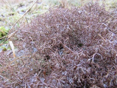 Cladonia ciliata tenuis