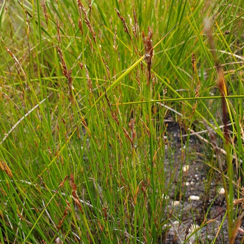 chaffy scale-rush (Lepyrodia scariosa)