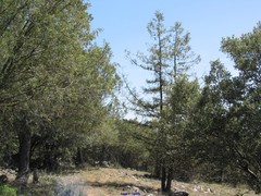 Juniperus thurifera