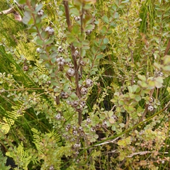 Leptospermum obovatum