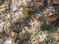 Coronilla repanda dura