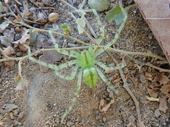 Macrinus pollexensis