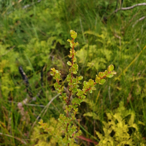 Leptospermum obovatum, photograph 1